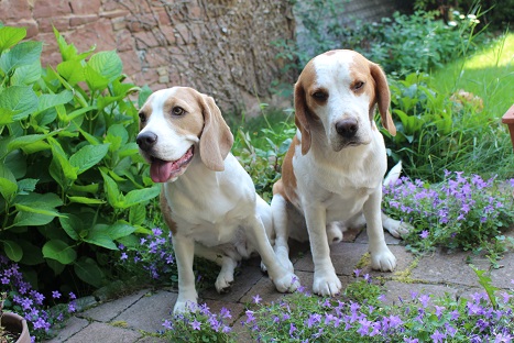 01.06.2017 2 Geburtstag von Havanna und Blue