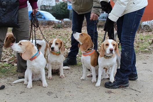 03.03.2013 Beaglespaziergang