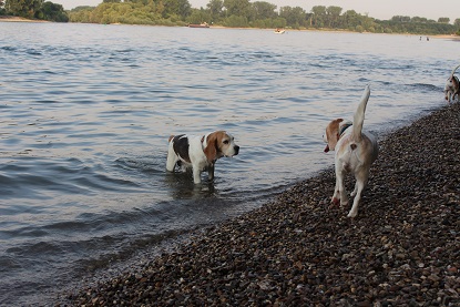 04.07.2015 Am Rhein