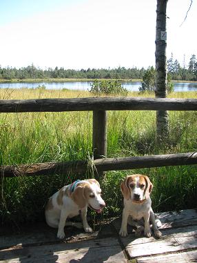 04.09.2013 Hochmoor 2