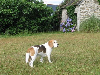 06.07.2014 Birko im Garten