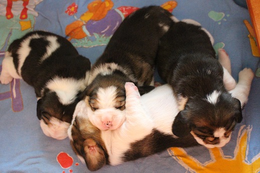 06.10.2014 Kuscheln
