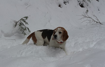 07.03.2016 Birko im Tiefschnee