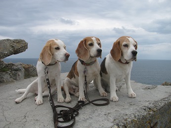 07.07.2014 Pointe de Pen-Hir