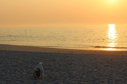 07.09.2016 Birko beim Sonnenuntergang