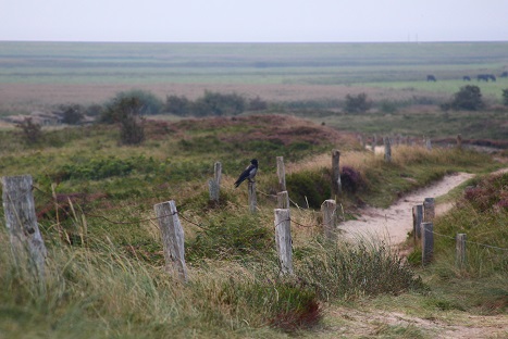 07.09.2016 Spaziergang in der Heide