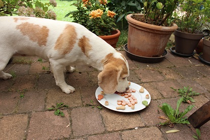 08.07.2015 Aislinn 5 Jahre lecker