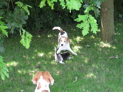 09.07.2013  Birko spielt mit Duke