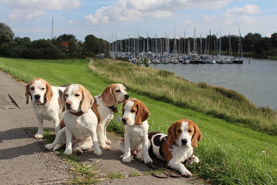 12.09.2015 Spaziergang am Hooksmeer