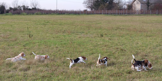 13.01.2018  Auf der Wiese