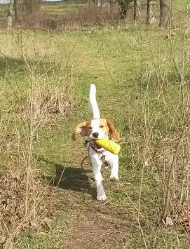 13.03.2016 Dummytraining mit Rose