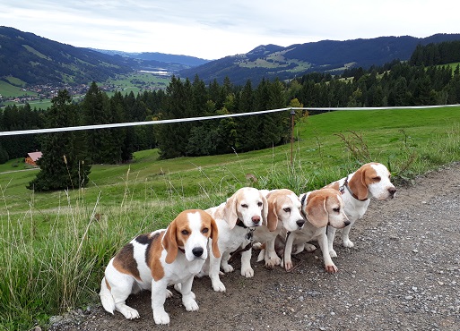 13.09.2017 Blick auf den Alpsee