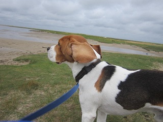 14.07.2014 Birko Nordsee