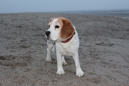 14.09.2015 Birko am Strand