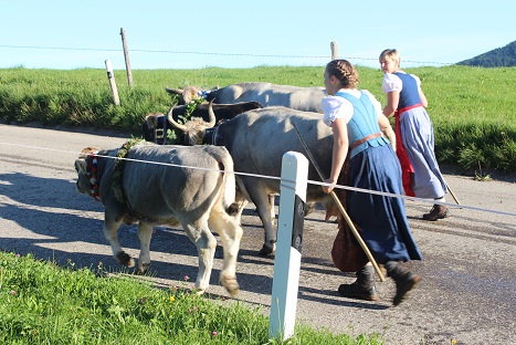 15.09.2017 Viehscheid7