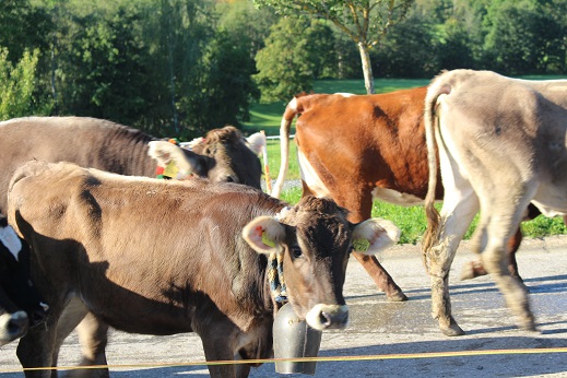 15.09.2017 Viehscheid 10