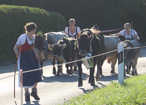 15.09.2017 Viehscheid 6