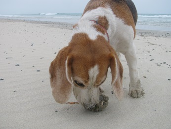 17.07.2014 Krabben lecker