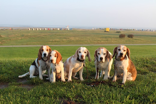 18.09.2015 Auf dem Deich vorm Hundestrand