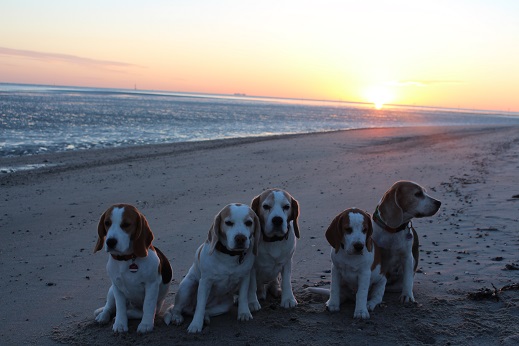 18.09.2015 Sonnenaufgang am Strand