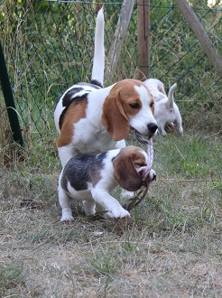 20.07.2015 Rose und Heaven