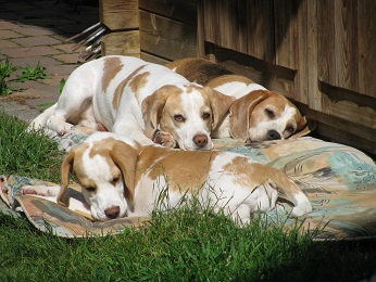 24.05.2014 Elva, Pearl und Aislinn