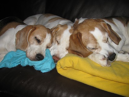 25.05.2014 3 Couchbeagle