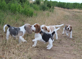 25.07.2015 Blue und die Jungs