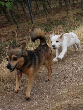 25.07.2015 Hope und Boomer