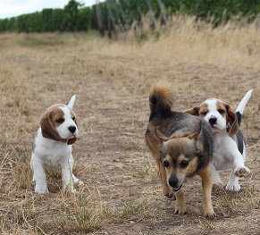 25.07.2015 mit Boomer