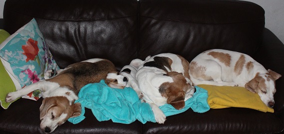 4 Couchbeagle