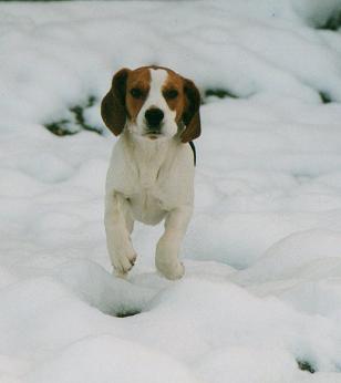 Birko erster Schnee