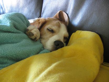 Couchbeagle Aug.