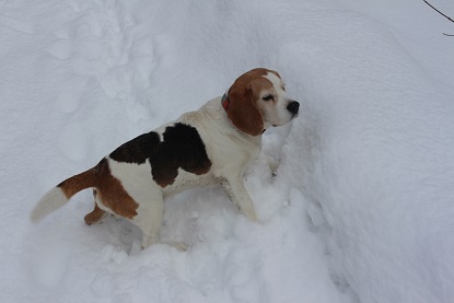 Mrz 2015 Birko im Schnee