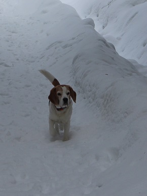 Mrz 2015 Birko stapft durch den Schnee