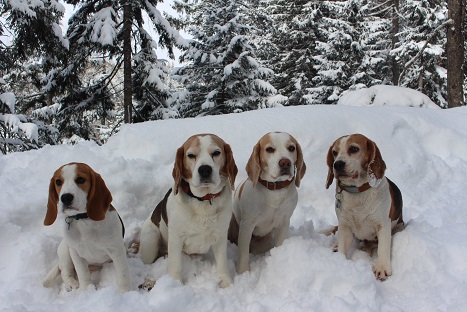 Mrz 2015 Eisbachtalbeagle im Schnee