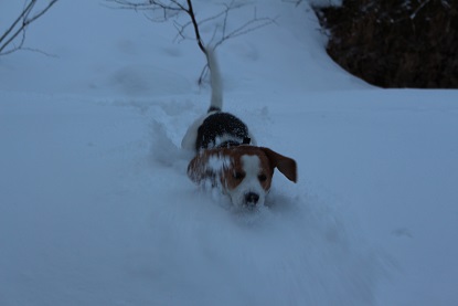 Mrz 2015 Rose im Tiefschnee