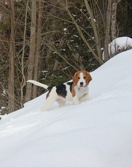 Mrz 2015 Rose liebt den Schnee