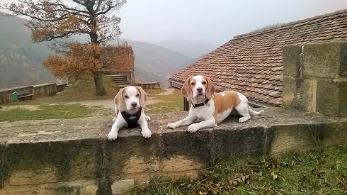 Oktober 2015 Wir haben die Burg erobert