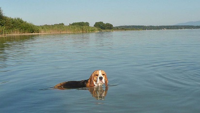 September 2015 Kira am Chiemsee